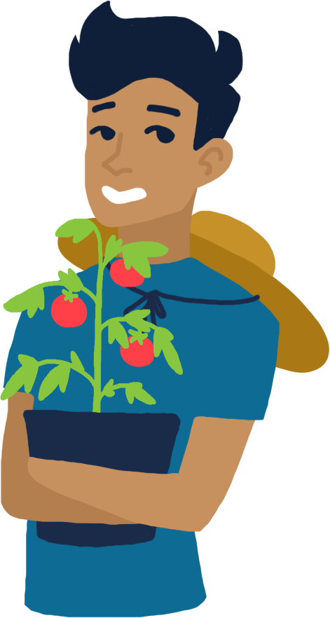 Person holding tomato plant